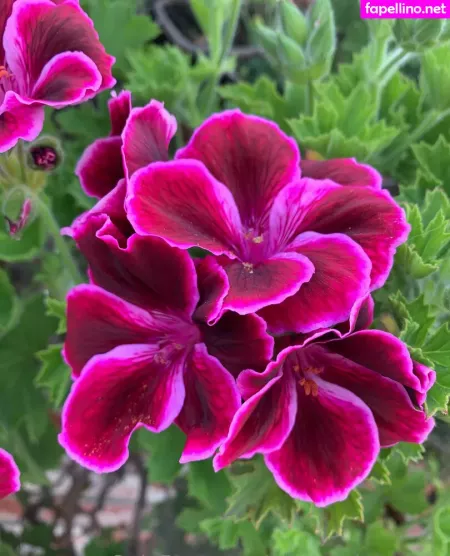 Margotdeveraux OnlyFans Thumbnail #ofMh0nv2RF