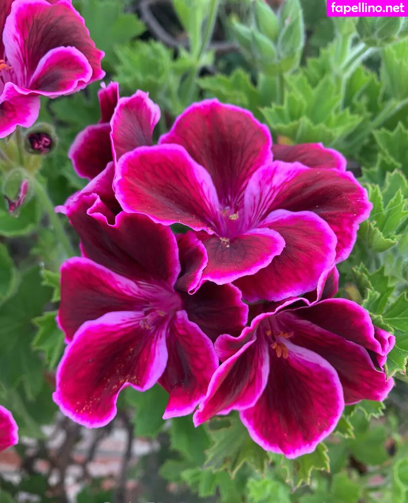 margot.deveraux, margotdeveraux Nude Leaked OnlyFans Photo #ofMh0nv2RF