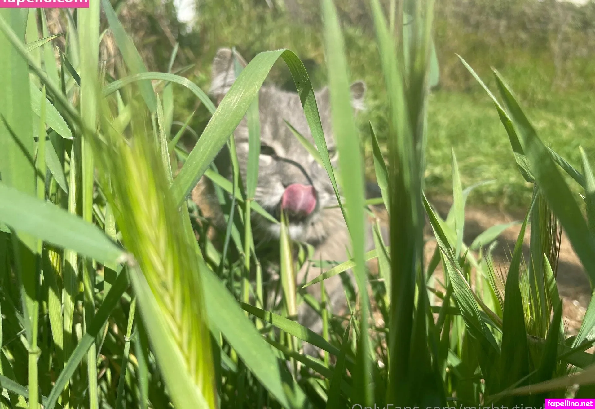 mightytinybaddie Nude Leaked OnlyFans Photo #RrZ6qKnhIW