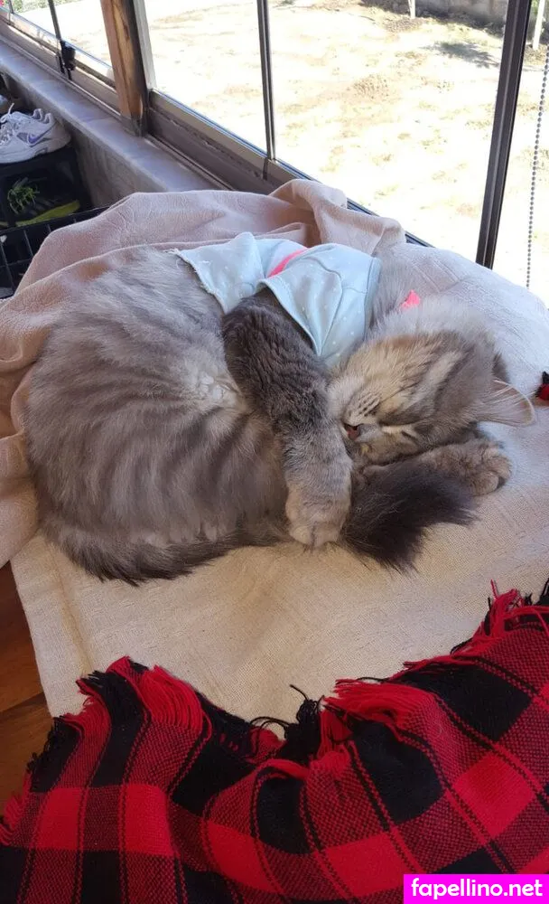 MishaMia Nude Leaked OnlyFans Photo #xpr1kjD30G