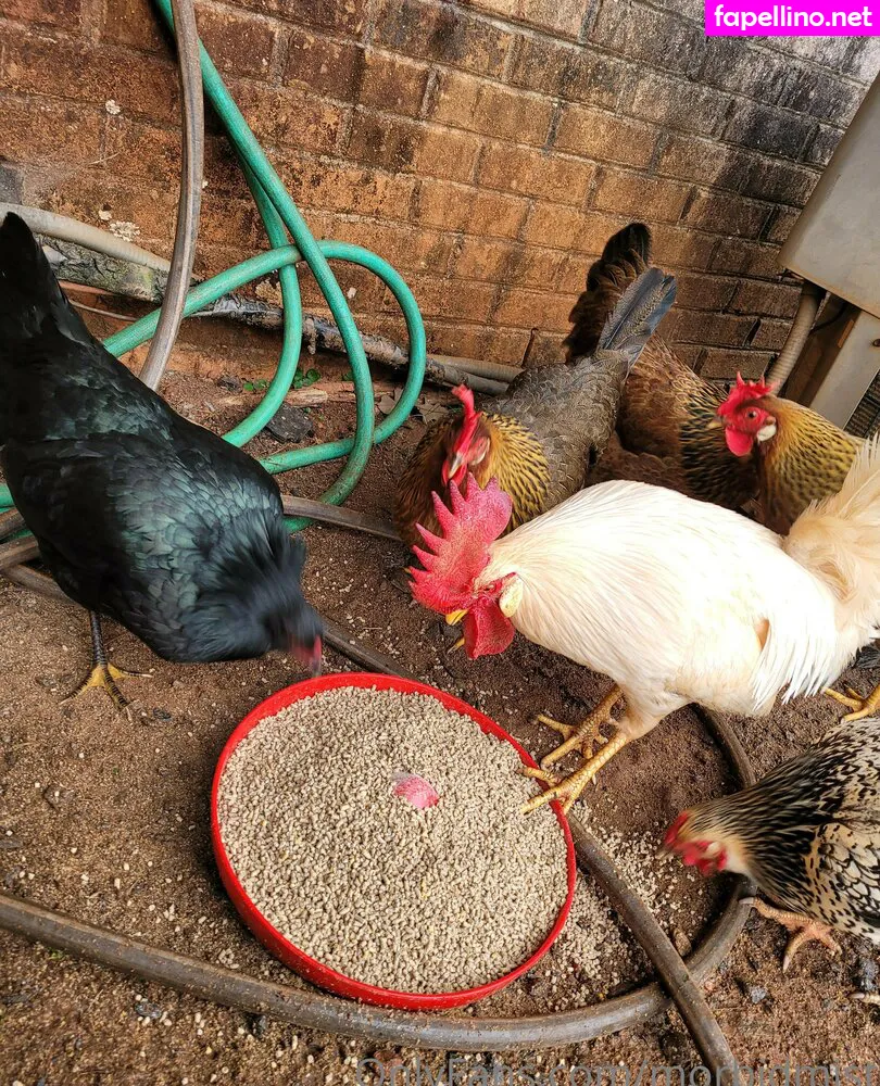 morbid_mist, morbidmist Nude Leaked OnlyFans Photo #oXziIqC7eT