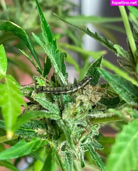 More Than Palnts OnlyFans Thumbnail #Krt3IWkTAm