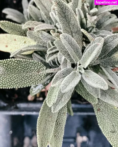 More Than Palnts OnlyFans Thumbnail #SlUZP1FzI2