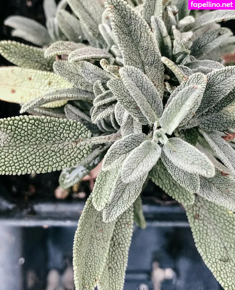 more_than_a_g, more_than_palnts Nude Leaked OnlyFans Photo #SlUZP1FzI2