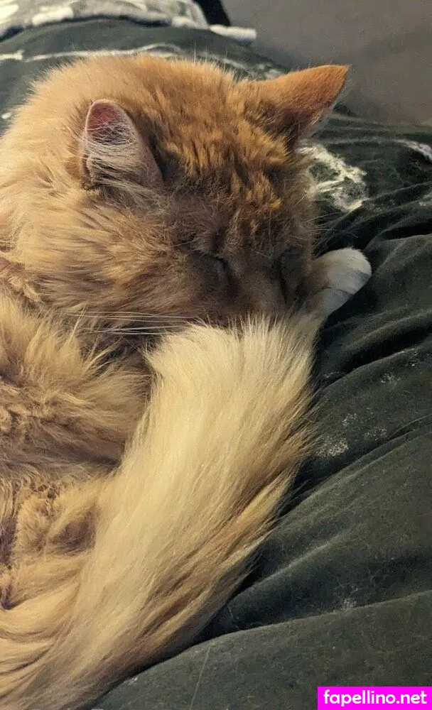 mysterymullet Nude Leaked OnlyFans Photo #jpOLM39sME