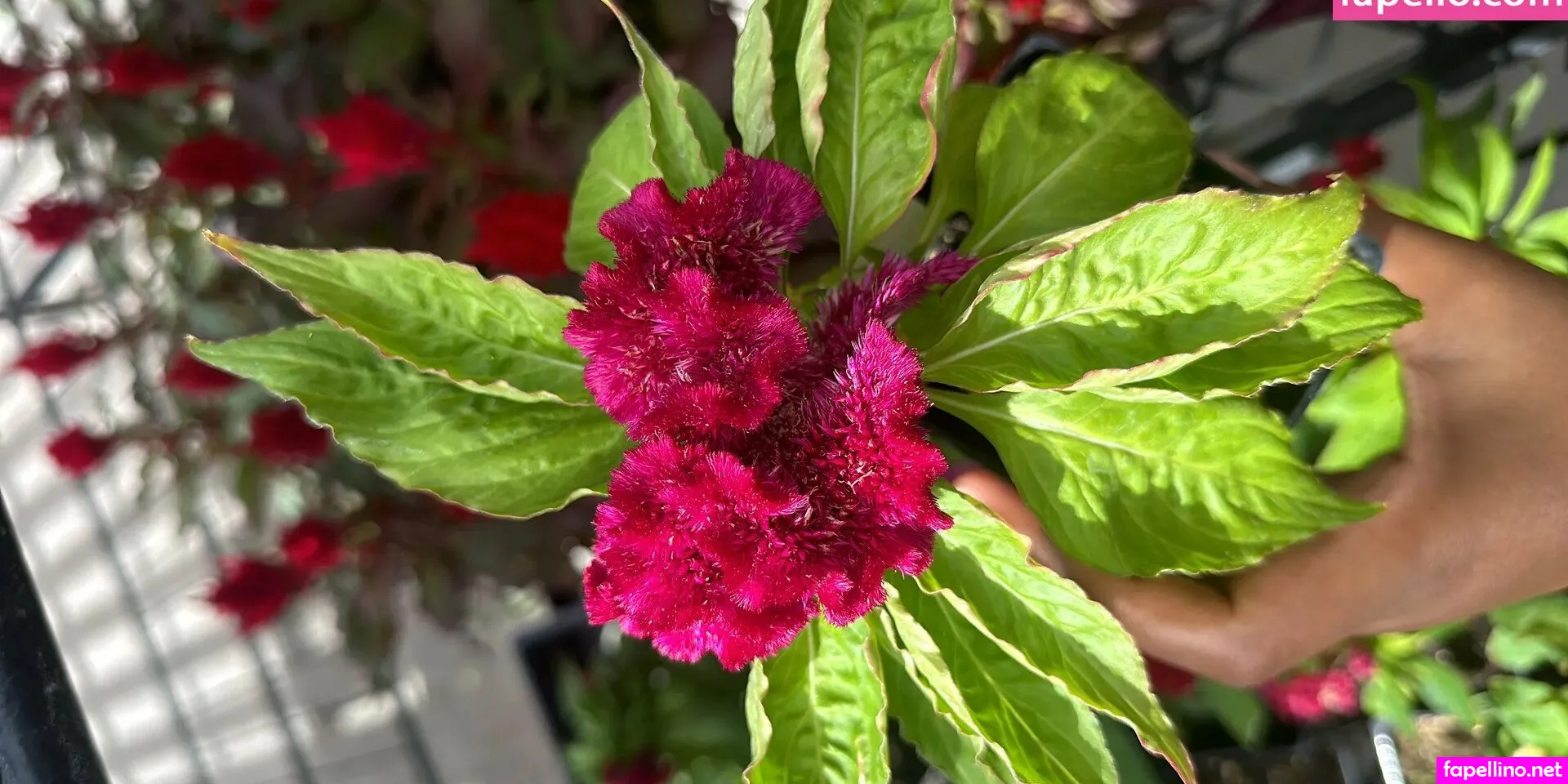 Naobi Asanti Nude Leaked OnlyFans Photo #h0pDJv3Vmo