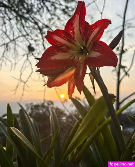 Nicoleislovely OnlyFans Thumbnail #gffBOOfODC