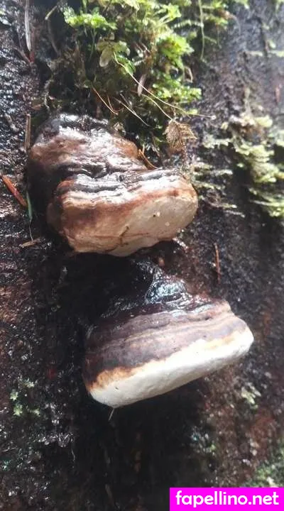 cutie_shannibananie, https:, tsnikki_mayhem Nude Leaked OnlyFans Photo #pxkehndNca