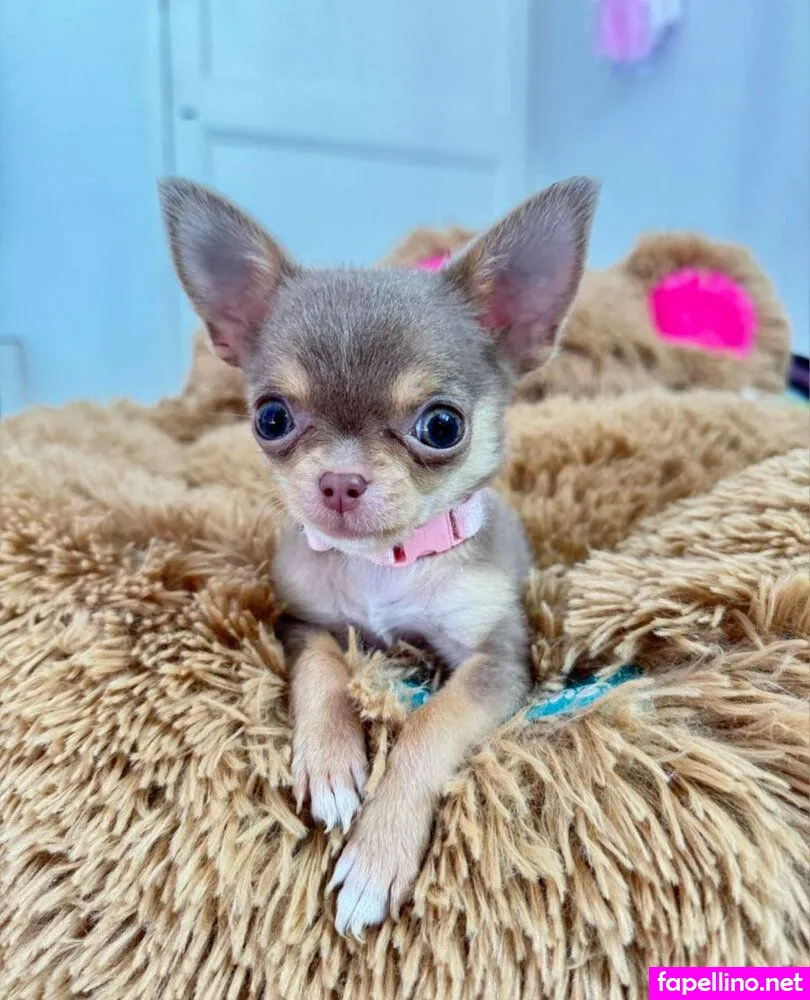 _panteritaaa_, panteritaaa Nude Leaked OnlyFans Photo #WXgqFdZuQK