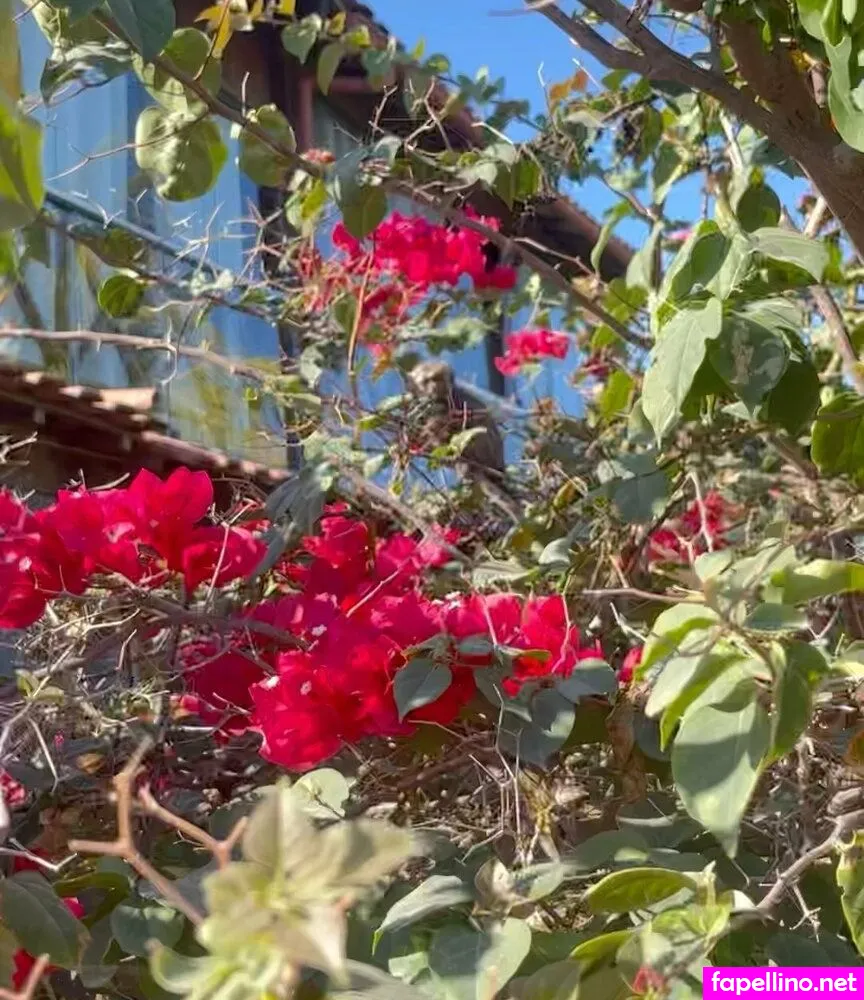 paseparovic Nude Leaked OnlyFans Photo #u7YhmCo2hq