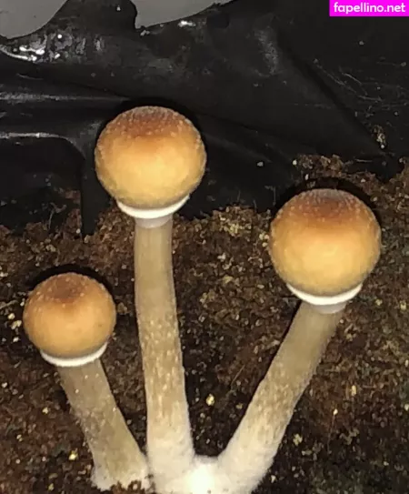 Peacheyscreams OnlyFans Thumbnail #ZkdJJaw2z1