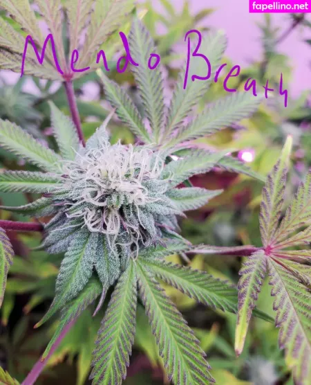 Peek A Boo U OnlyFans Thumbnail #QLWFNNtoVT