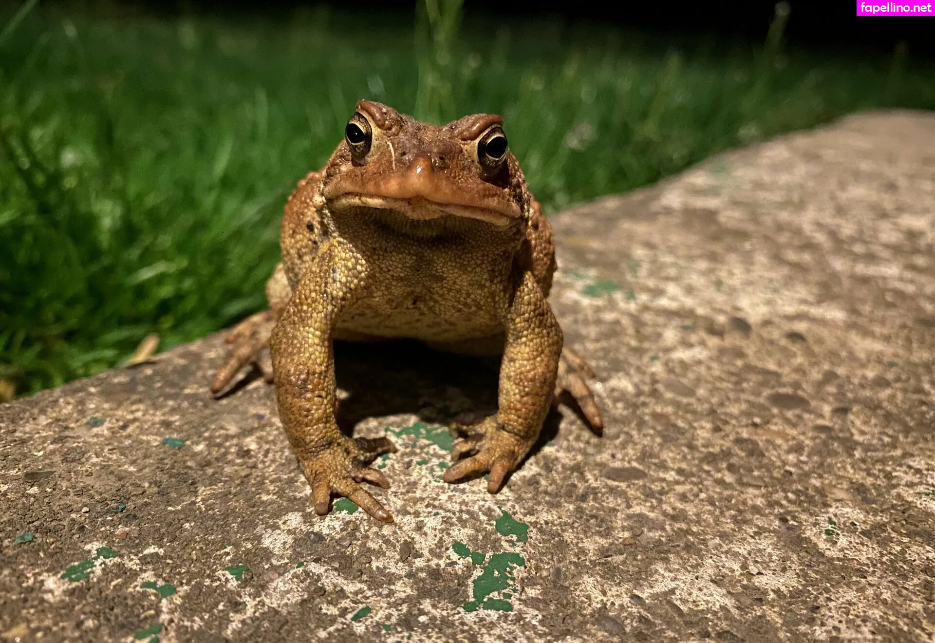 persephone27x Nude Leaked OnlyFans Photo #2GZu958A3b