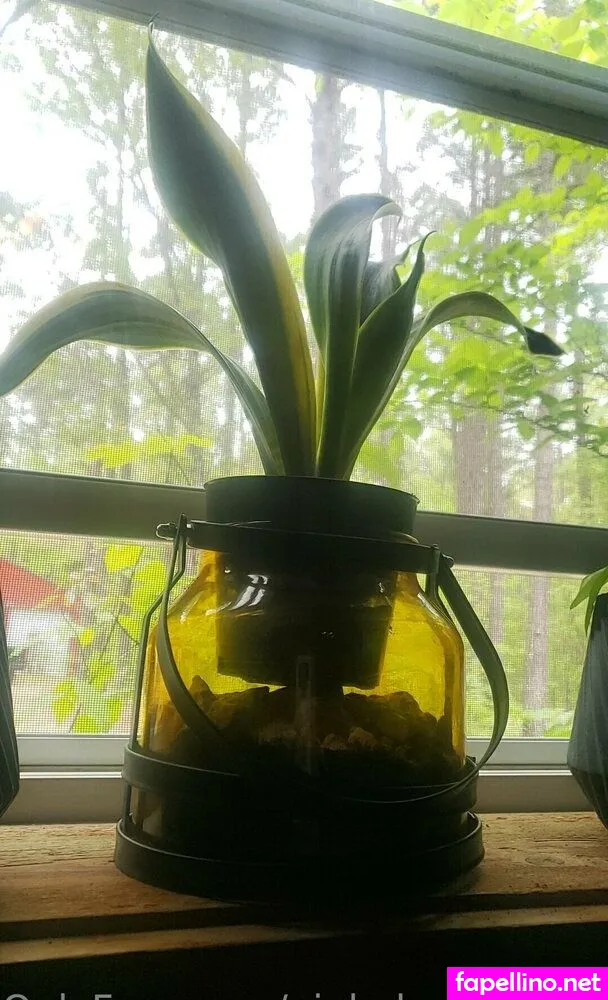 pinkplushieplants, plantsonpink Nude Leaked OnlyFans Photo #3RoCK0994C