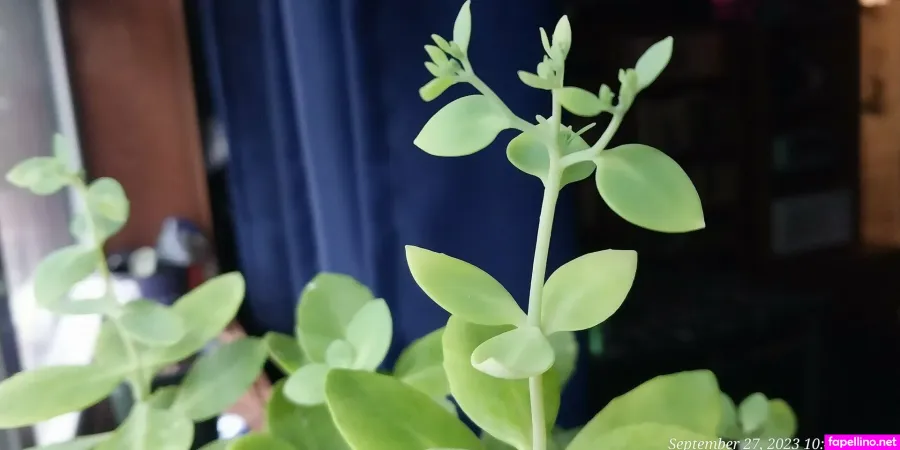 Pinkplushieplants OnlyFans Thumbnail #SctfQsdQa9
