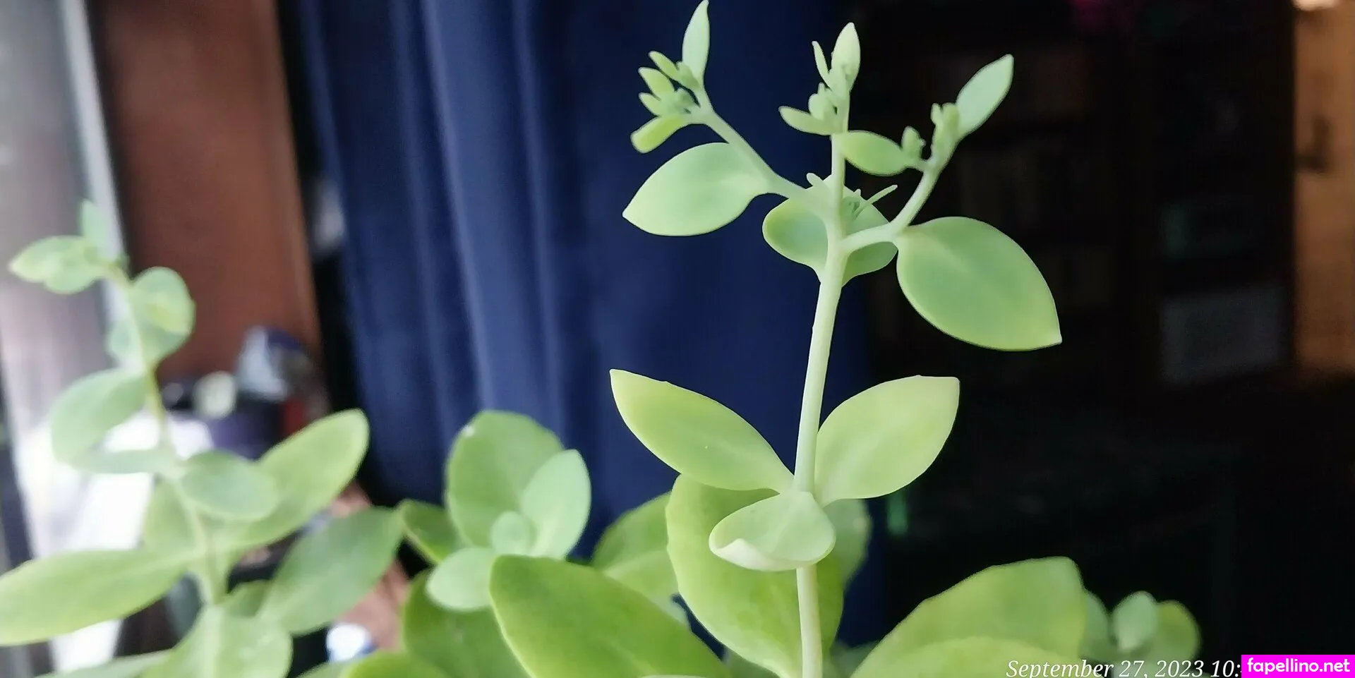 pinkplushieplants, plantsonpink Nude Leaked OnlyFans Photo #SctfQsdQa9