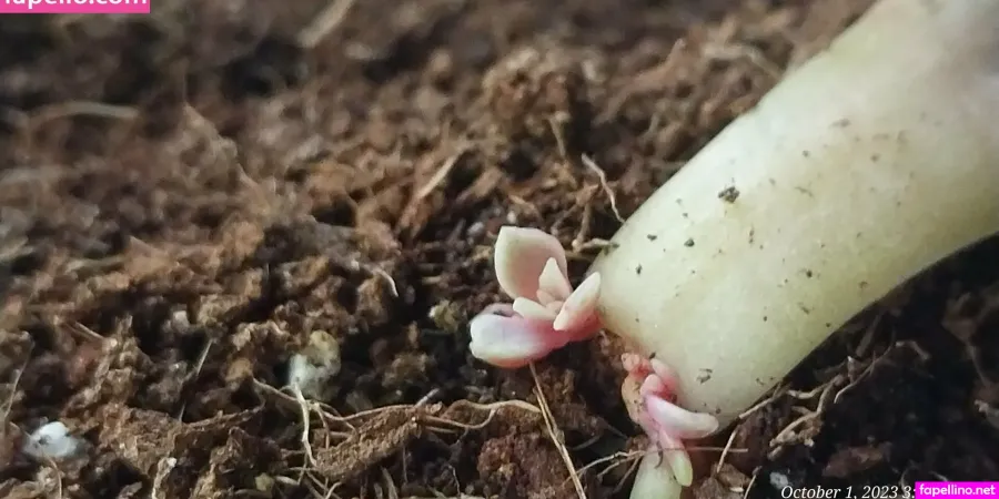 Pinkplushieplants OnlyFans Thumbnail #agX9ixaIFy