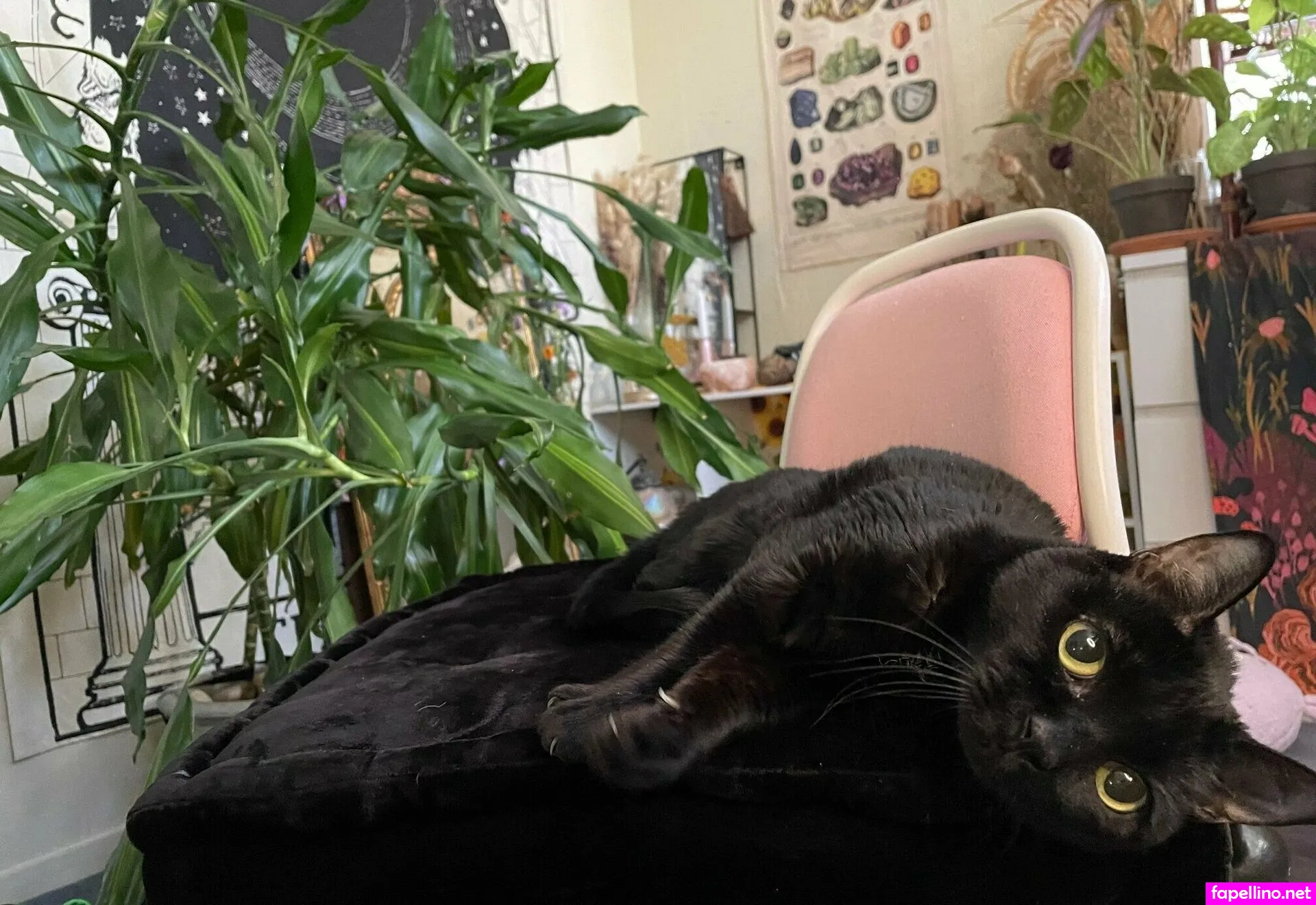 plutoastrology Nude Leaked OnlyFans Photo #O48gkiTvJb