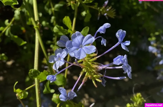 Polverelunatica OnlyFans Thumbnail #YRgrReT1Ou