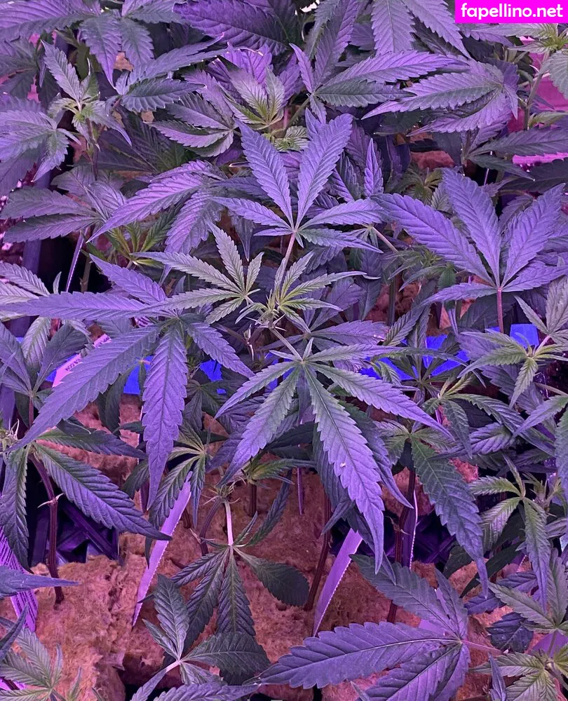 powerfulclit Nude Leaked OnlyFans Photo #ntu99a15b3