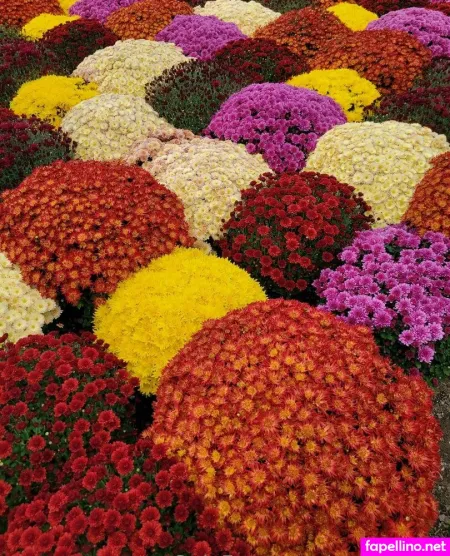 Powerofsuggestion OnlyFans Thumbnail #cTgXVjHc2V