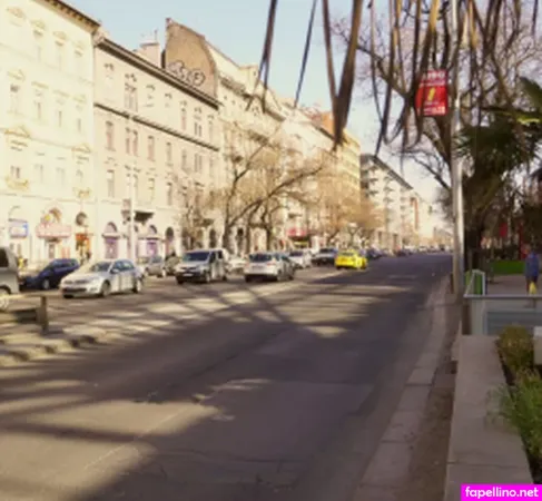 Puffynetwork Main Profile Photo