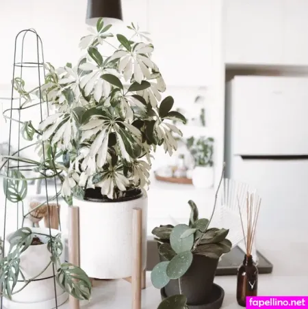 Rachelaust OnlyFans Thumbnail #mAEEpbTxVE