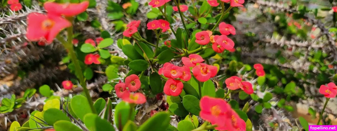 Rainewyrm OnlyFans Thumbnail #IrxdHzP6bS