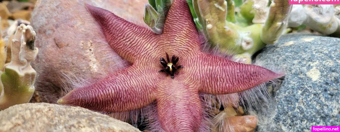 Rainewyrm OnlyFans Thumbnail #R1r1huE5Kc