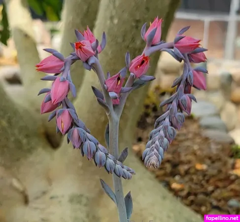 Rainewyrm OnlyFans Thumbnail #dHNhvrMQbv