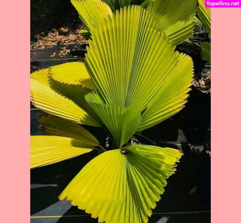 Ravenhex3 OnlyFans Thumbnail #Ie85Mgs8Cj