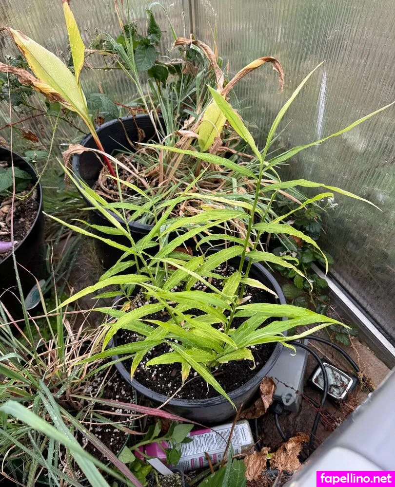 reneealeja Nude Leaked OnlyFans Photo #LJW9QfJuve