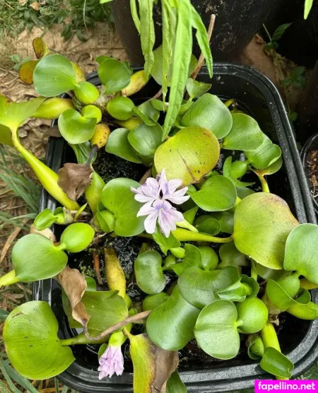 Reneealeja OnlyFans Thumbnail #RCZL64x4eq