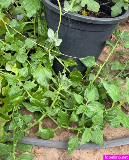 Reneealeja OnlyFans Thumbnail #SbuoRKTSlW