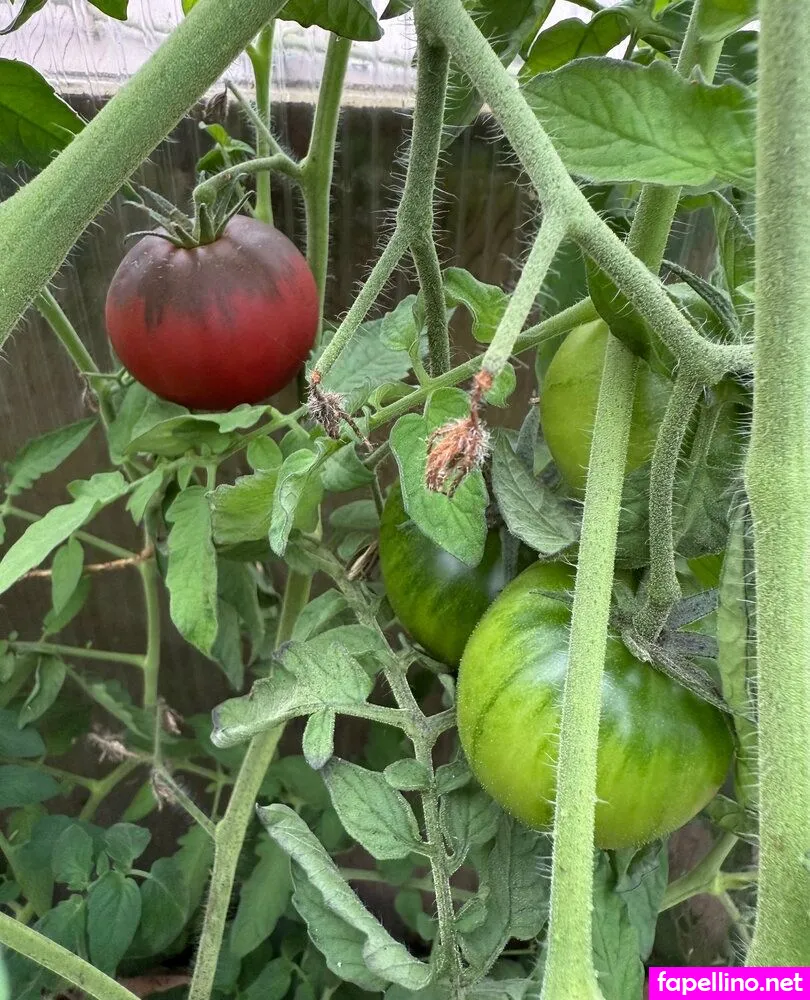 reneealeja Nude Leaked OnlyFans Photo #VwpUZffVb8