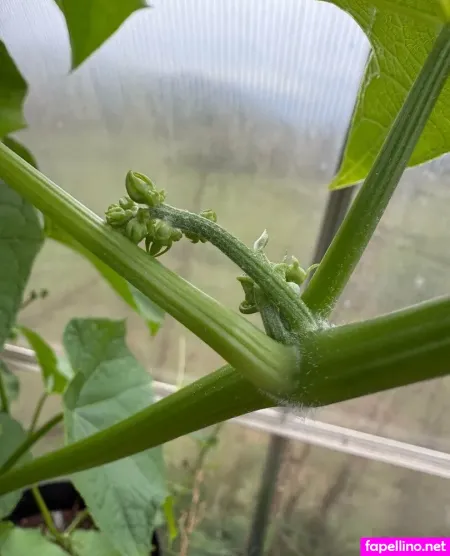 Reneealeja OnlyFans Thumbnail #dGBFWQwnlU