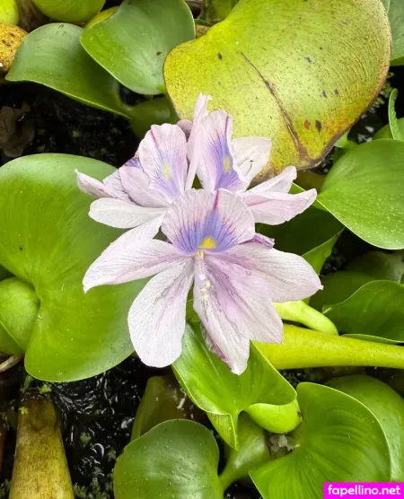 Reneealeja OnlyFans Thumbnail #jpDJefKfiz