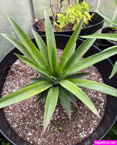 Reneealeja OnlyFans Thumbnail #uZ5rcYpJu0