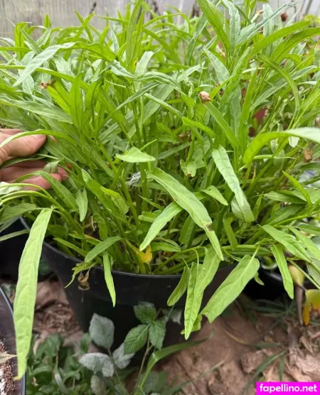 Reneealeja OnlyFans Thumbnail #v52zj76Yag