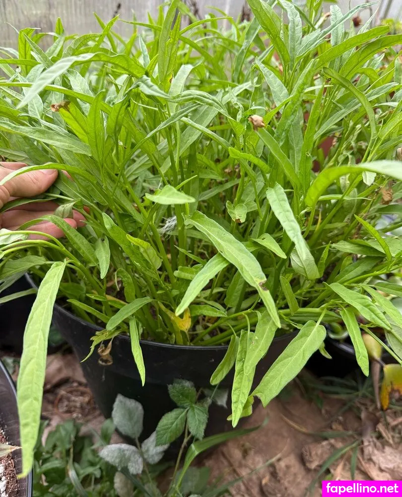 reneealeja Nude Leaked OnlyFans Photo #v52zj76Yag