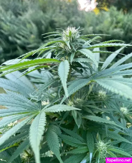 Rosemarlunaxx OnlyFans Thumbnail #AVOK4FGWSA