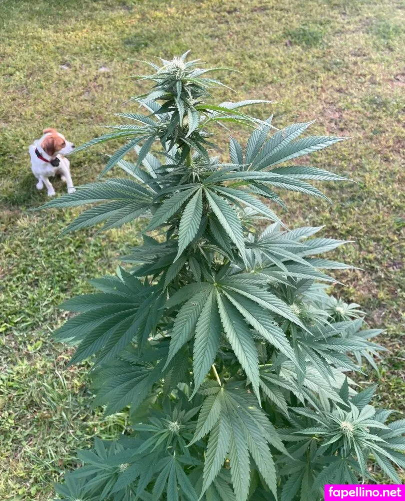 rosaluna.x, rosemarlunaxx Nude Leaked OnlyFans Photo #fuOnvlxMHR