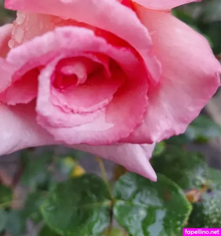 Sensualenglishrose OnlyFans Thumbnail #nk1XuXPD6y