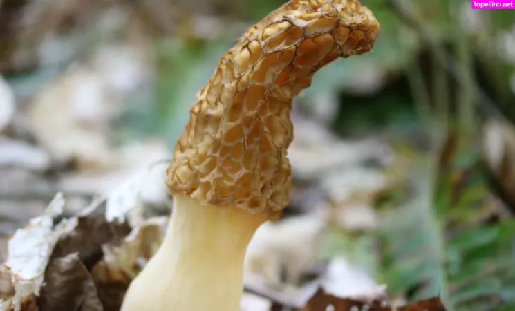 Sexypsychedelic OnlyFans Thumbnail #JvtcfxHfGZ