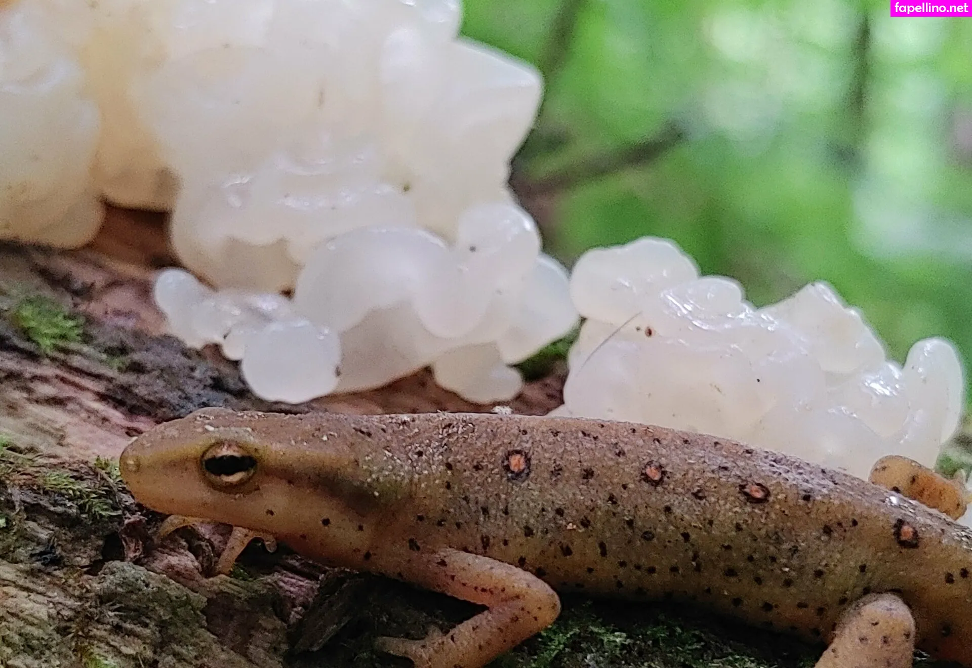 sexypsychedelic Nude Leaked OnlyFans Photo #e0EvSak7fG