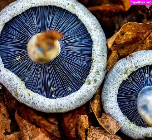 Sexypsychedelic OnlyFans Thumbnail #iesBX65eTq