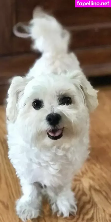 Shanma OnlyFans Thumbnail #0VQ39A1G2m