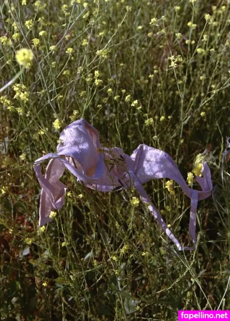 Sierrakay OnlyFans Thumbnail #5T7VCzvEAT