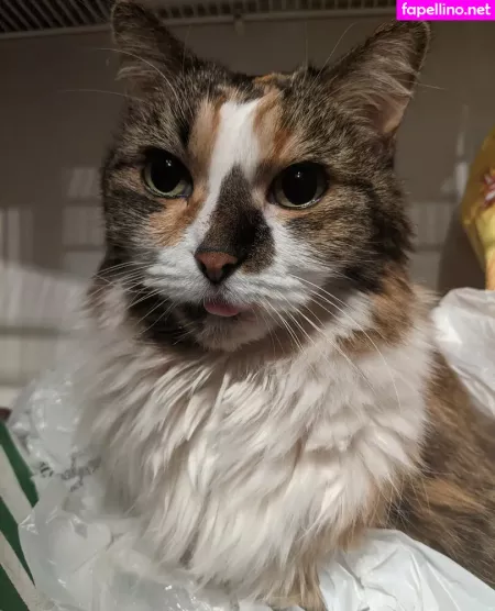 Snoot OnlyFans Thumbnail #9UUZnGwRZ2