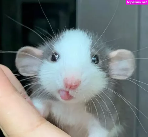 Softbunnyrae OnlyFans Thumbnail #2cgijmP2dt